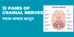 12 Pairs of Cranial Nerves